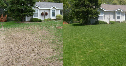 summer lawn diseases