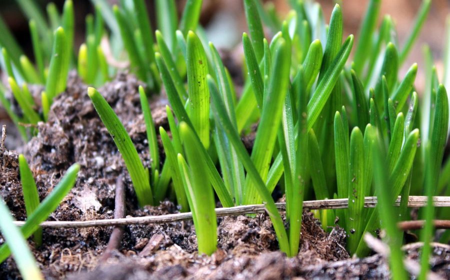 fall lawn overseeding