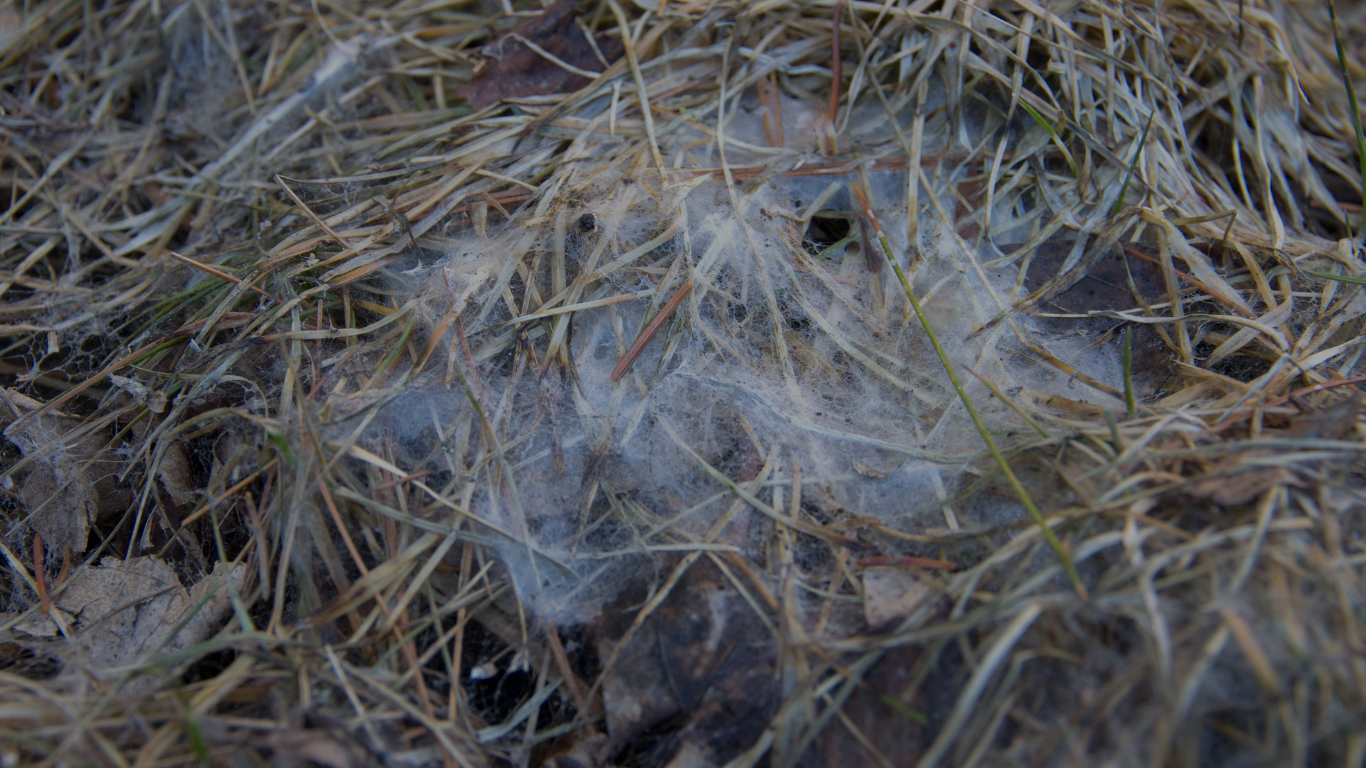 Snow Mold Minnesota Lawn