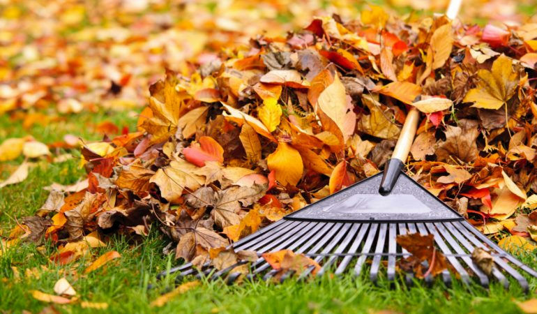importance of fall leaf cleanup Minnesota