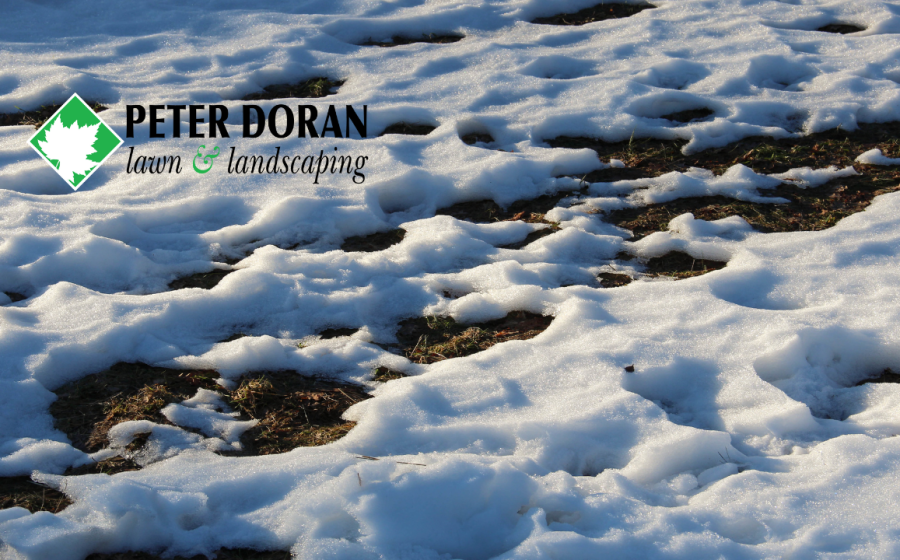 Repair lawn after snow damage