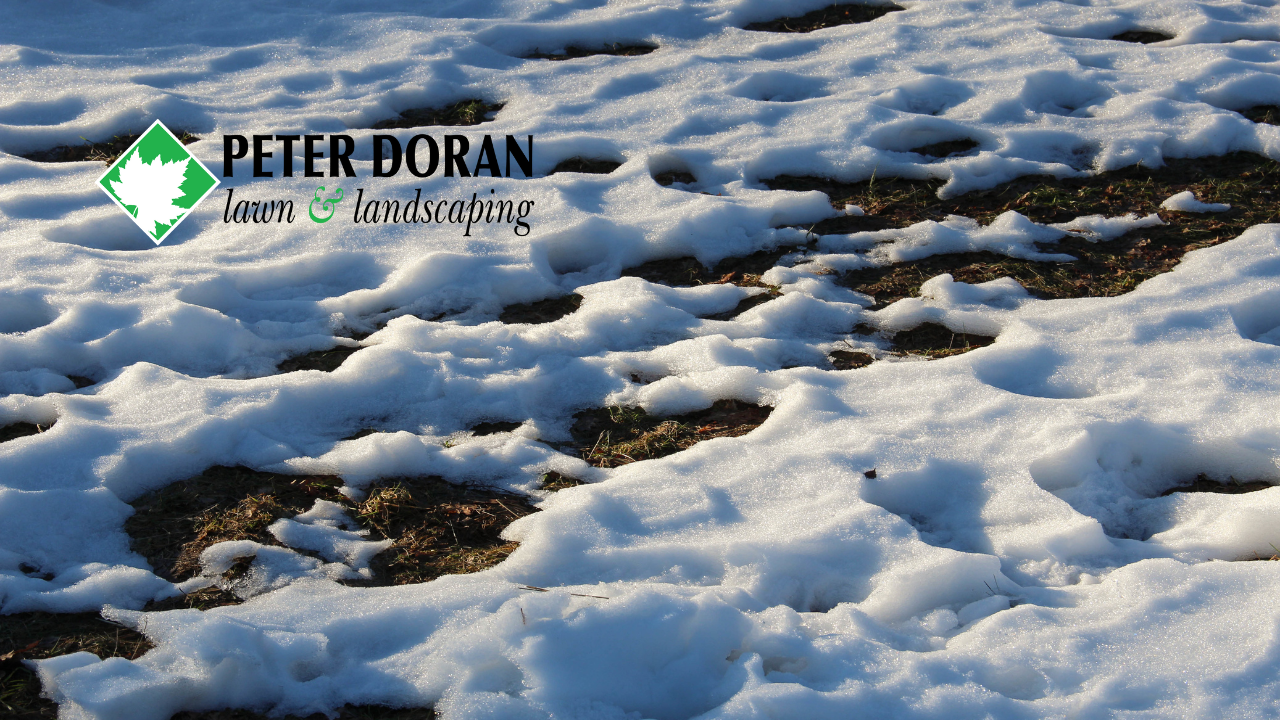 Repair lawn after snow damage