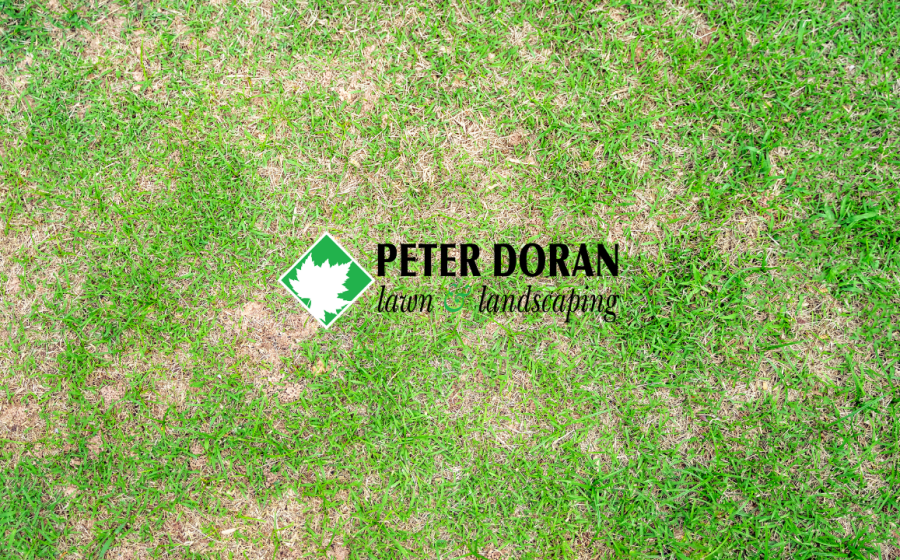 lawn disease prevention