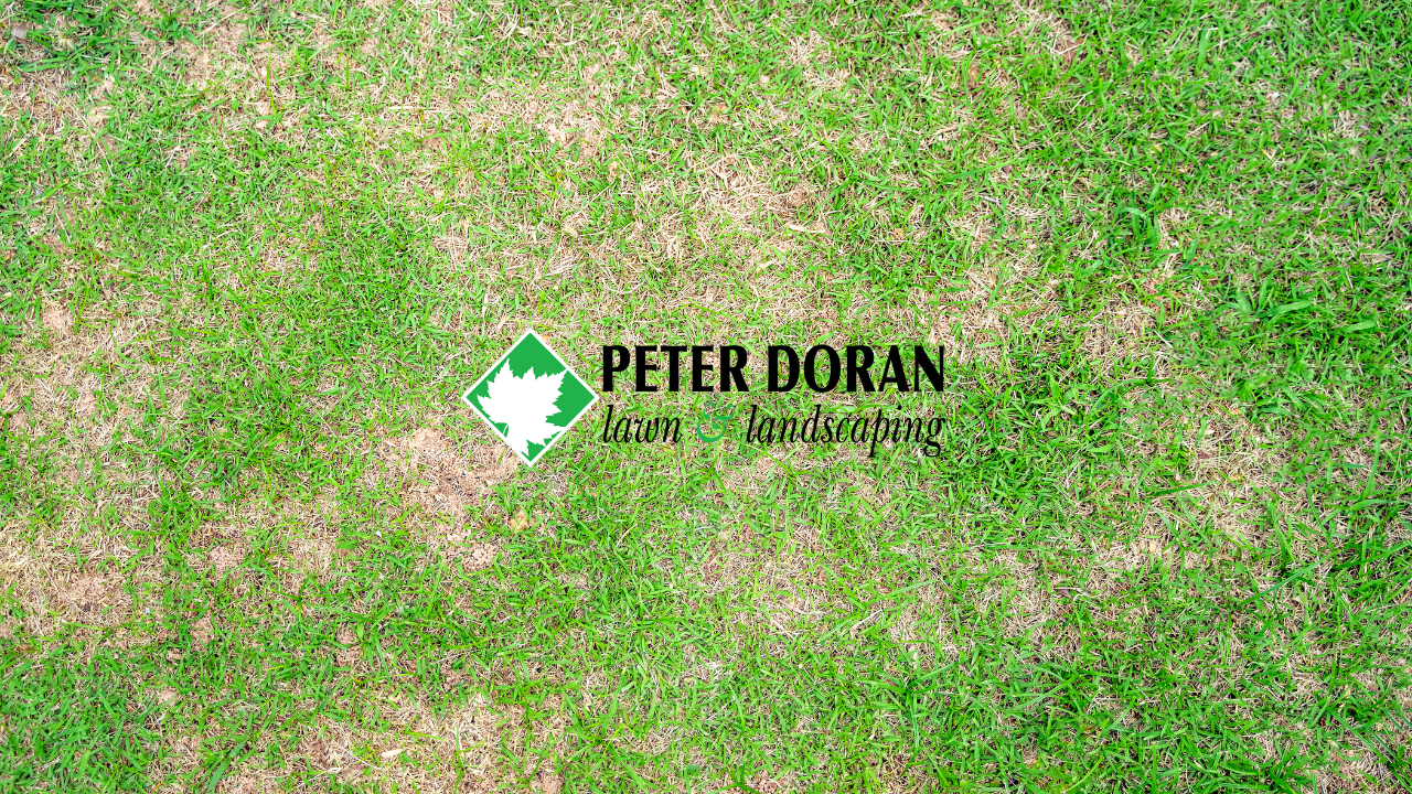 lawn disease prevention