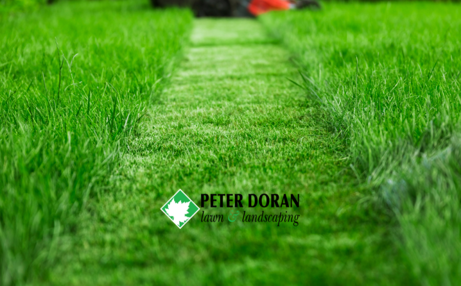 lawn mowing service