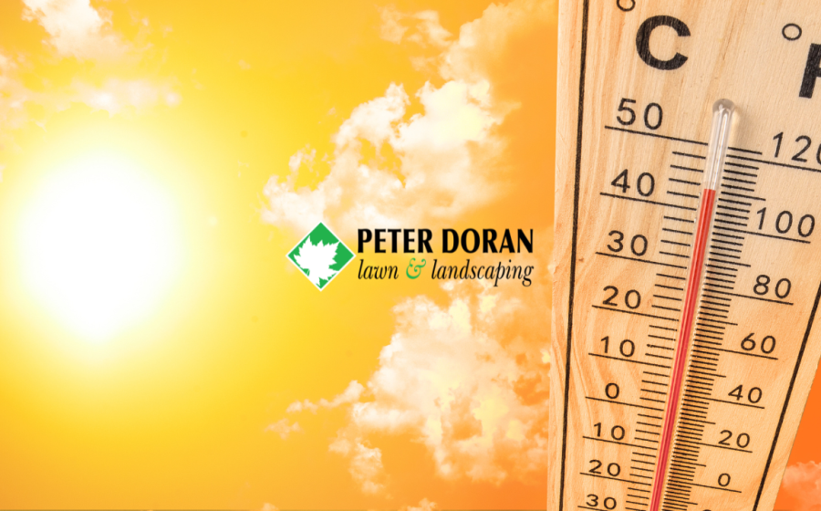 summer lawn care heatwave