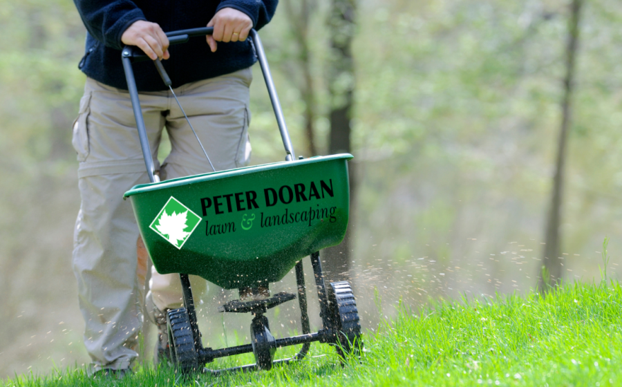 fertilizing summer lawn