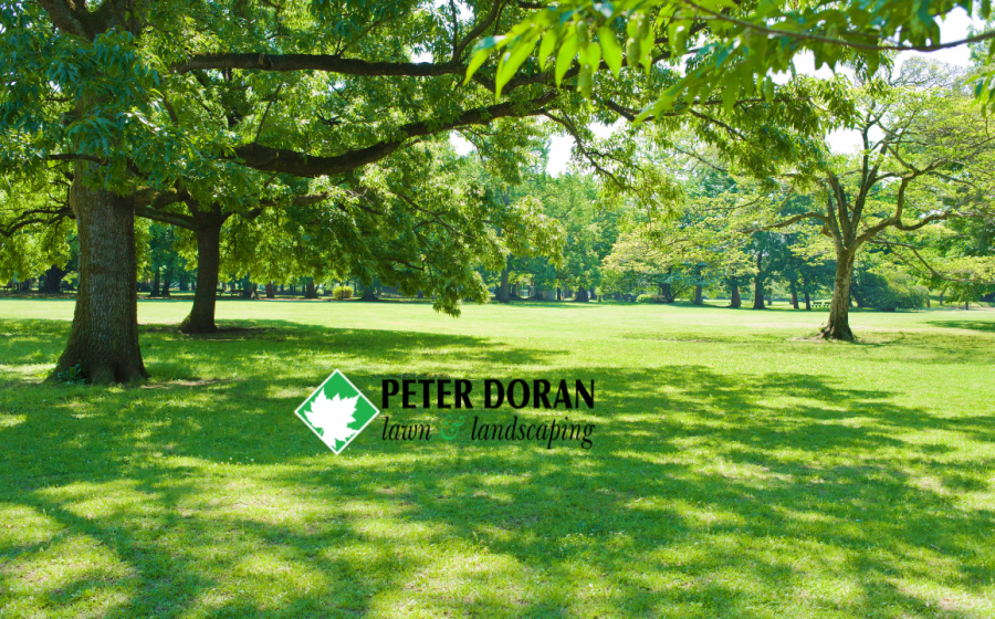 shade lawn fertilizer Minneapolis