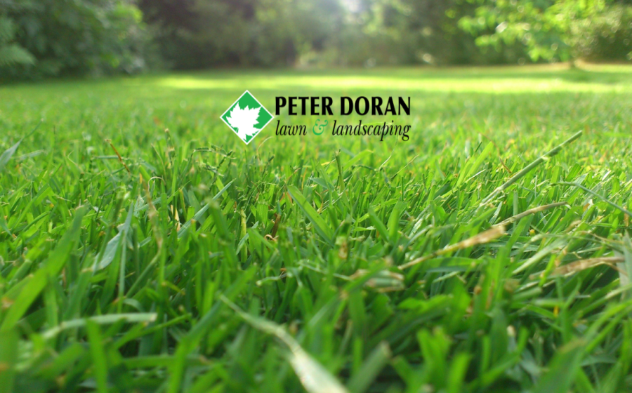 summer lawn care