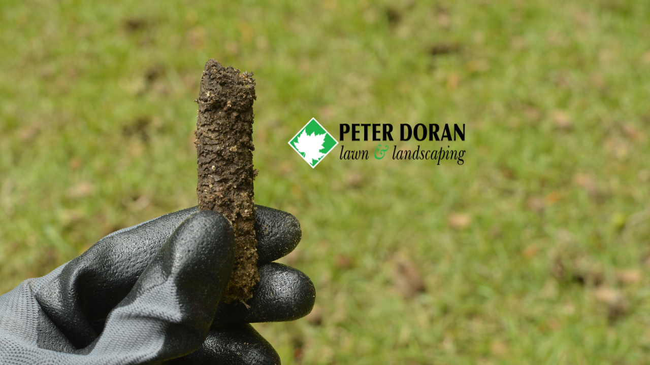 aeration and overseeding lawn revitalization
