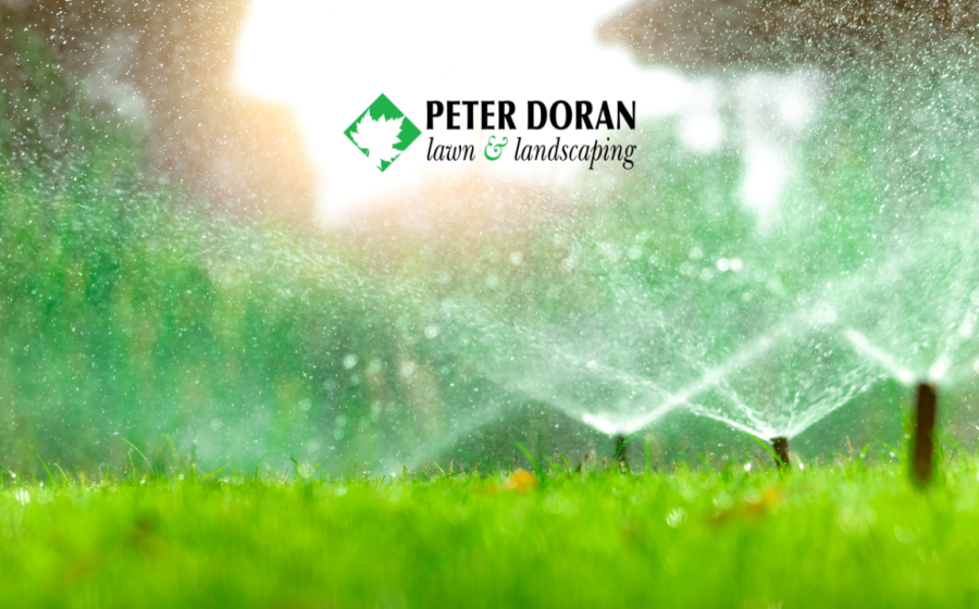 summer watering tips