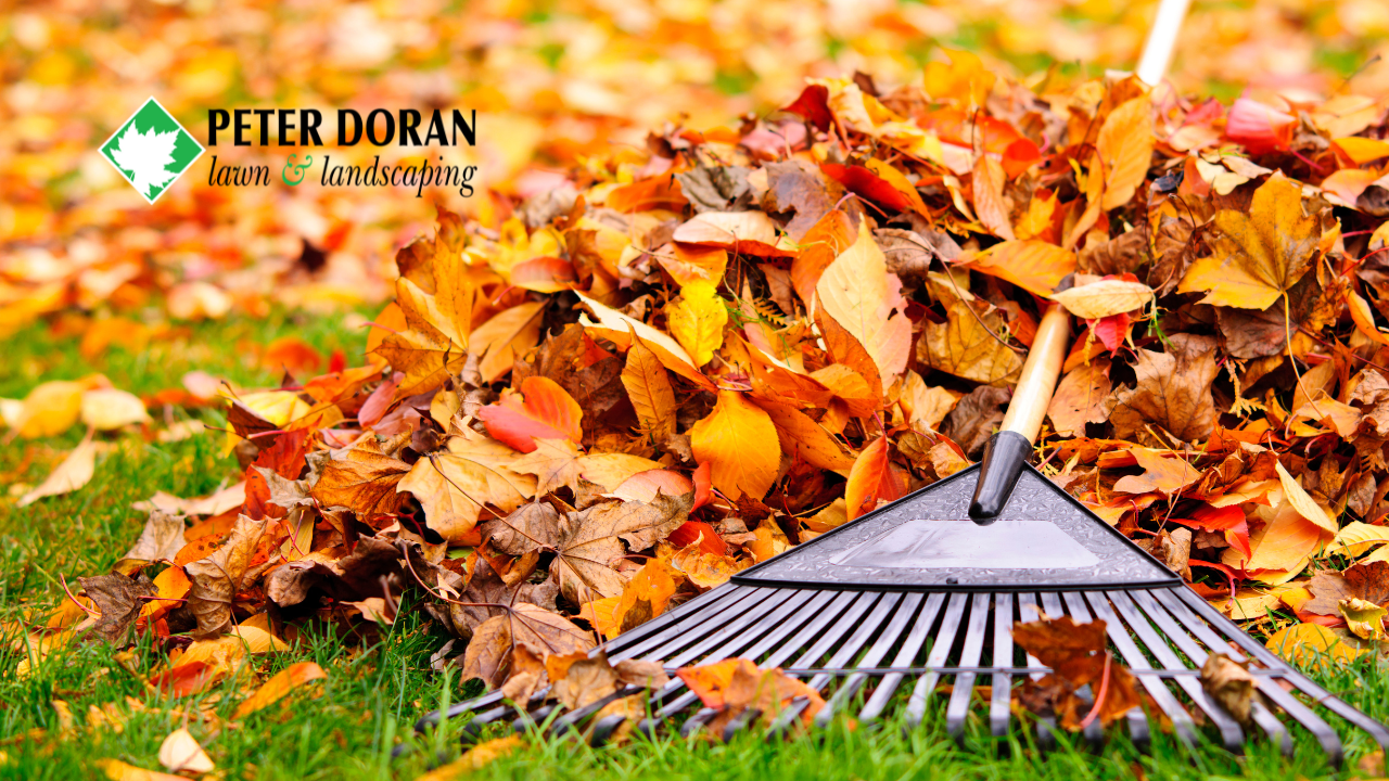 Minneapolis leaf removal methods