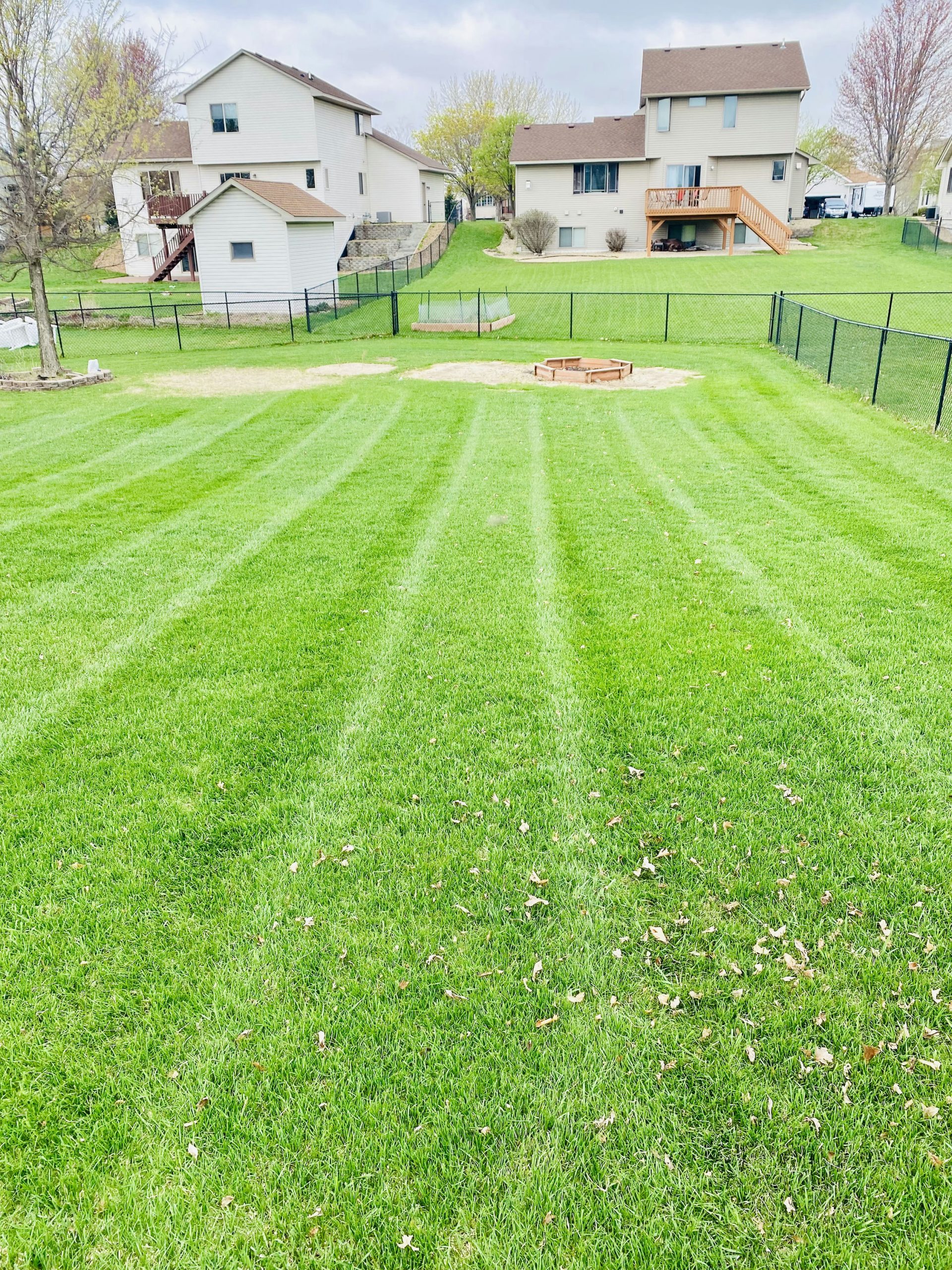 cool season grasses fall lawn Minnesota