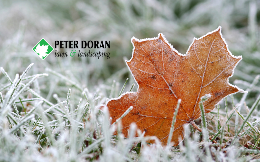 Winter Landscape Protection
