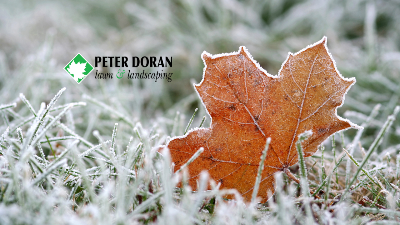 Winter Landscape Protection