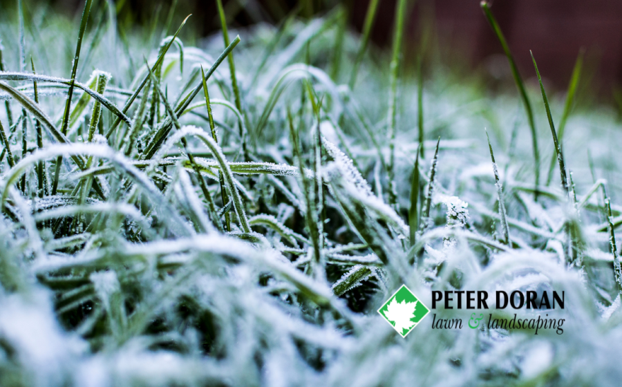 winter lawn care Minnesota